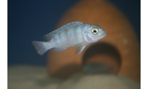 Pseudotropheus lombardoi